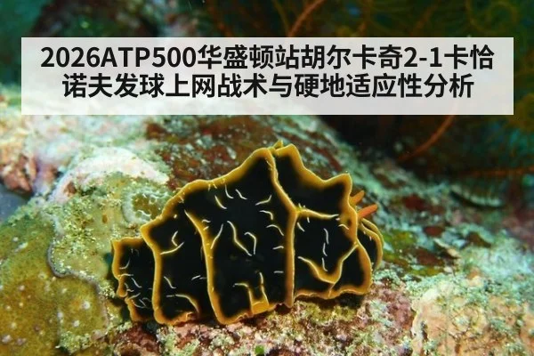 2026ATP500华盛顿站胡尔卡奇2-1卡恰诺夫发球上网战术与硬地适应性分析